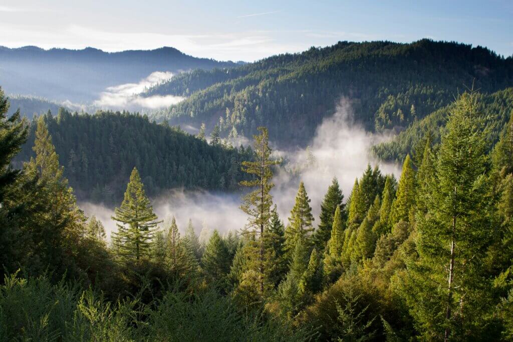 Building with wood, Sustainable building materials, Raw material