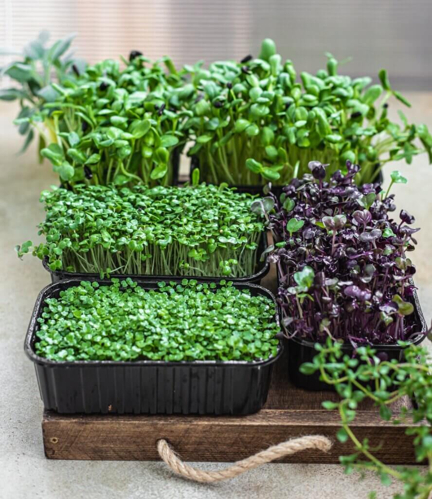 Windowsill farming, microgreens