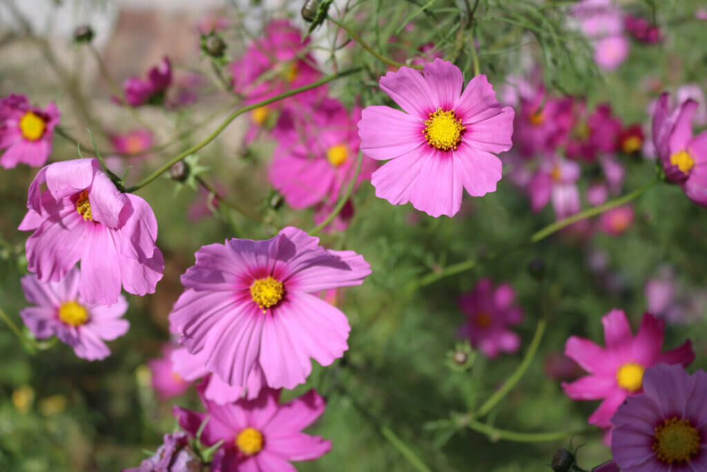 Pflanzen setzen im April, Cosmea