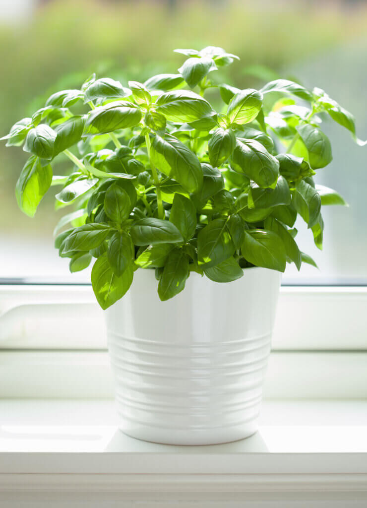 Windowsill farming, basil