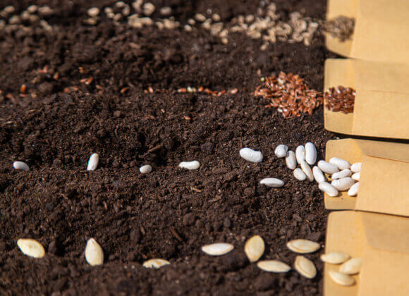 Diese 12 Pflanzen können Sie im April setzen Sow different seeds in the garden. Selective focus.