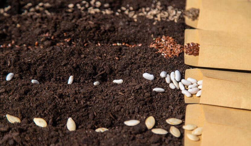 Sow different seeds in the garden. Selective focus.