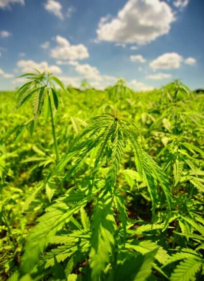 Lead photo Hemp field_credit_crispin-jones-unsplash(1)