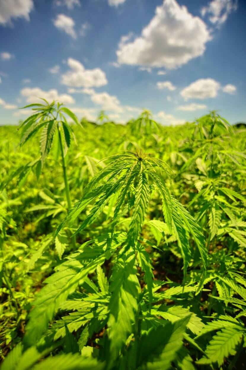 Sustainable building materials, part 3: Hemp as a building material with potential Lead photo Hemp field_credit_crispin-jones-unsplash(1)