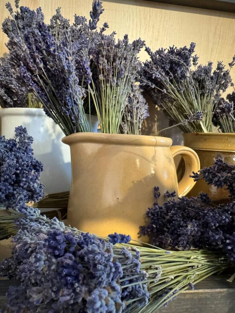 Plantes médicinales, lavande, herbes médicinales