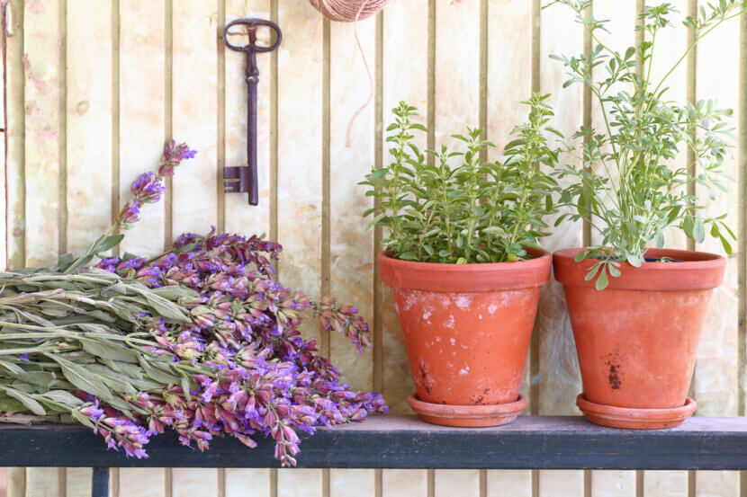 Fragrant Plants for Balconies and Patios