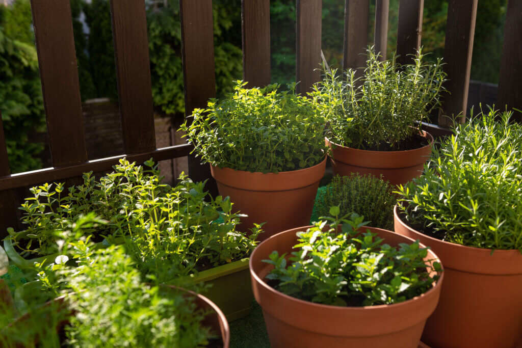 Fragrant Plants for Balconies and Patios, Herbs