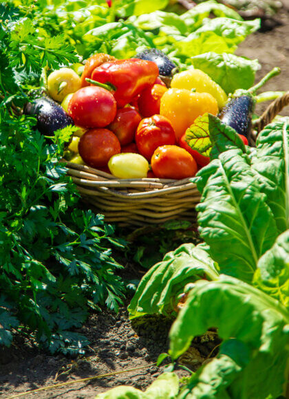 Récoltez différents légumes dans le potager. Mise au point sélective.