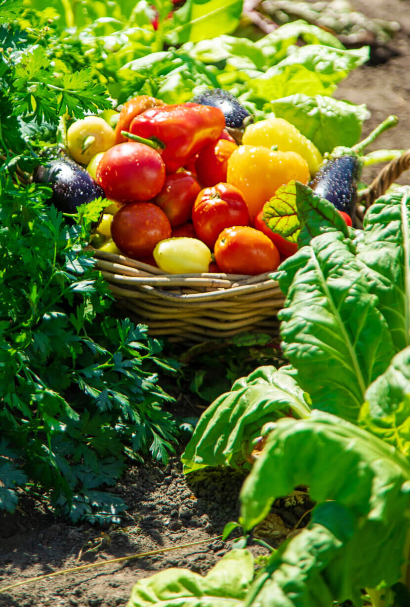 Harvest different vegetables in the garden. Selective focus.