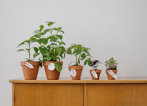 Medicinal herbs, medicinal plants