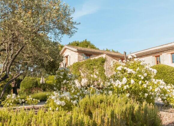 Des jardins adaptés au climat : Des plantes résistantes pour le jardin pexels-ryank-32289743