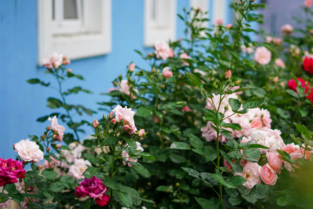 Fragrant Plants for Balconies and Patios, Roses