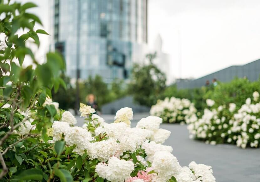 Weiße Gartenpflanzen: Pantone Cloud Dancer im Garten white-hydrangeas-in-the-city-against-the-backdrop-2026-03-09-08-20-04-utc