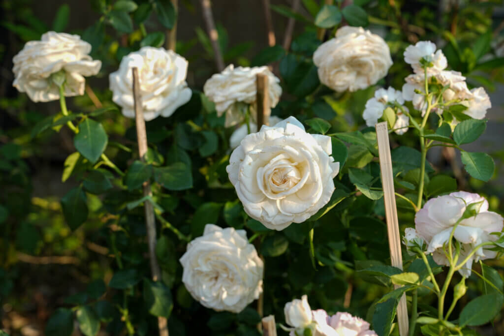 Weiße Gartenpflanzen, weiße Rosen, Pantone Cloud Dancer