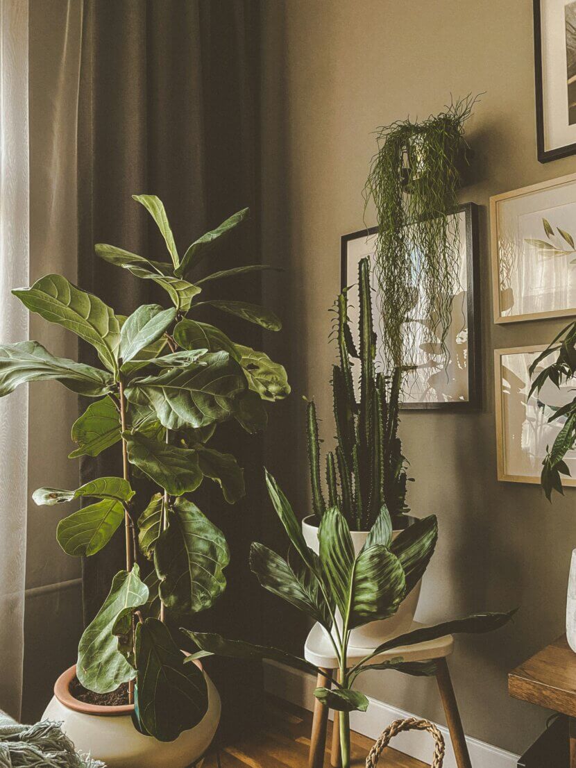 Which houseplants are best for rooms with low light? Lead_alp-duran-5BdkW_Cbg-unsplash