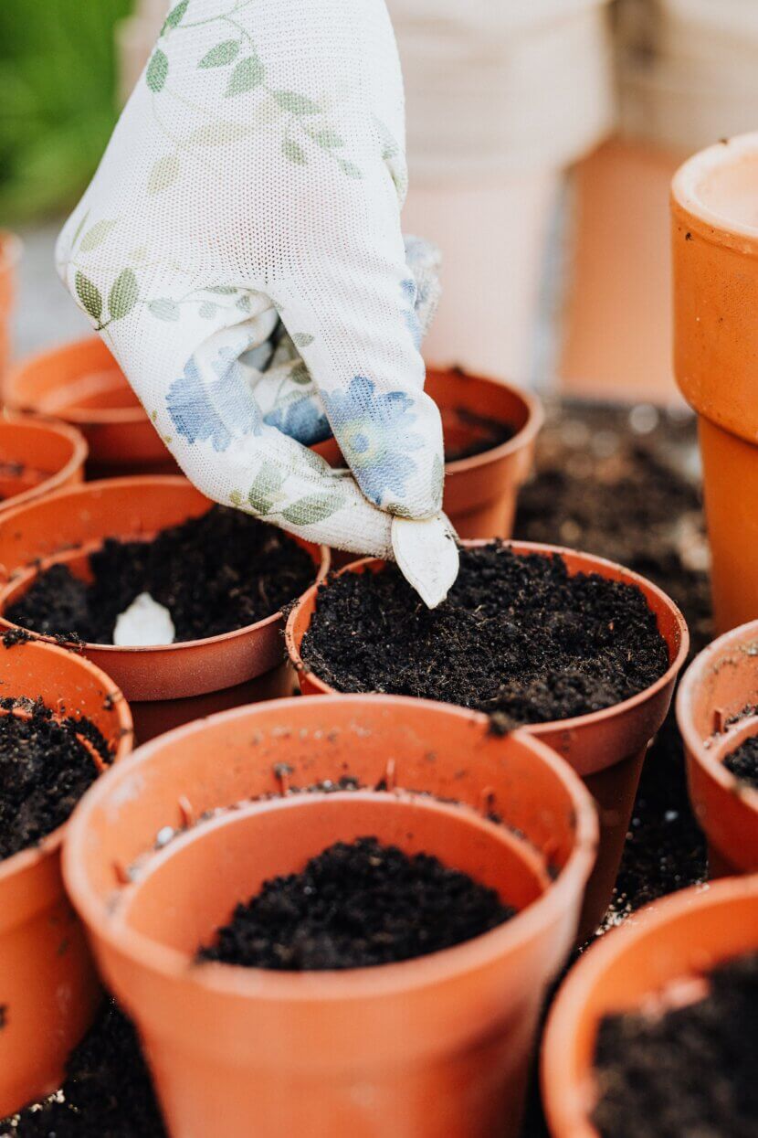 Collecting Seeds: The Foundation for a Bountiful Harvest in 2027 Featured image_pexels-karola-g-4750393