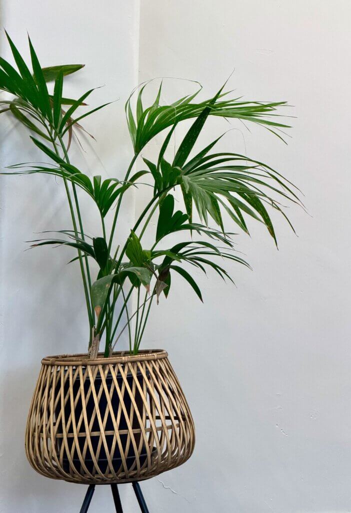 Houseplants for low light, Kentia palms