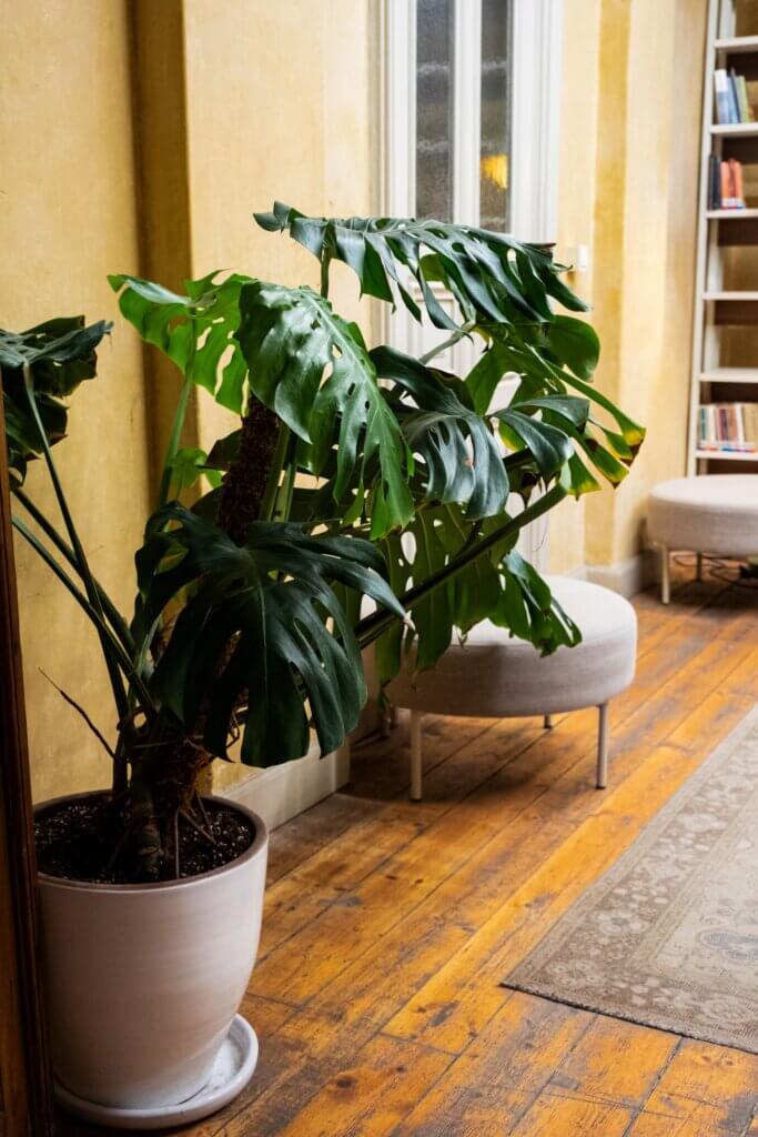 Houseplants for low light, Monstera