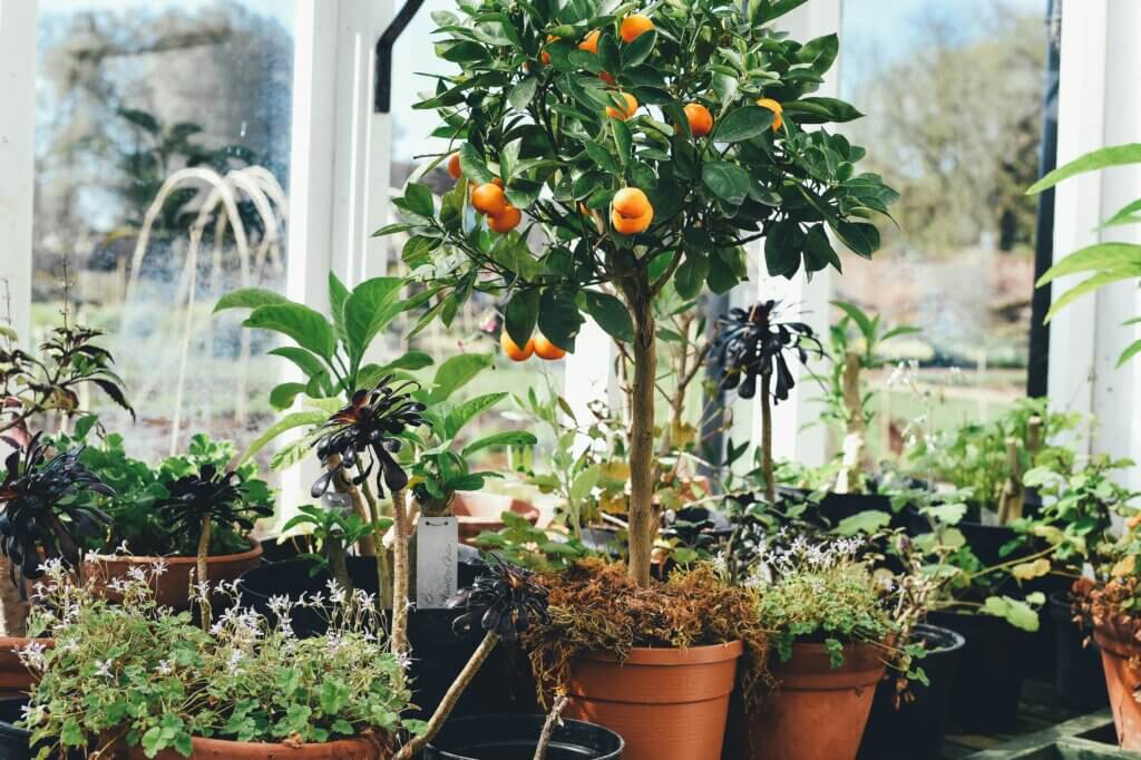 Plantes pour la véranda, citronniers